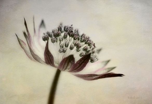 1386 *summer breeze*