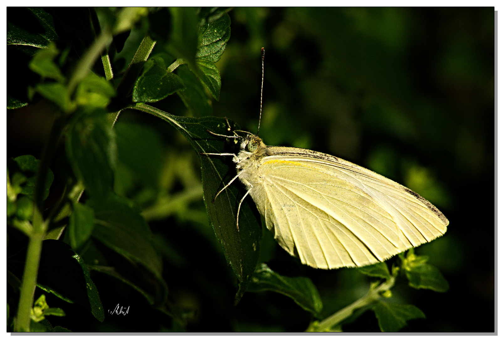 1390   --- Schmetterling in der Morgensonne ---