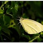 1390   --- Schmetterling in der Morgensonne ---