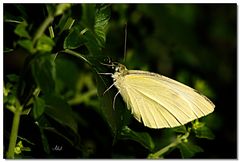 1390   --- Schmetterling in der Morgensonne ---