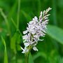 DACTYLORHIZA MAJALIS ? ou... orchis tacheté ? de aline64