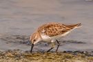 Sanderling Bird by Yasser Metwally 