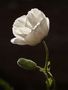 White Poppy von Sigrid E