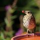 Gste im Garten: Singdrossel 