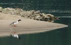 Gänsesäger auf der Lauer di Elbe 536