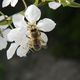 Fleissiges Bienchen