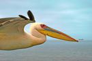 Pelikan bei Walvis Bay von  Reinhard S