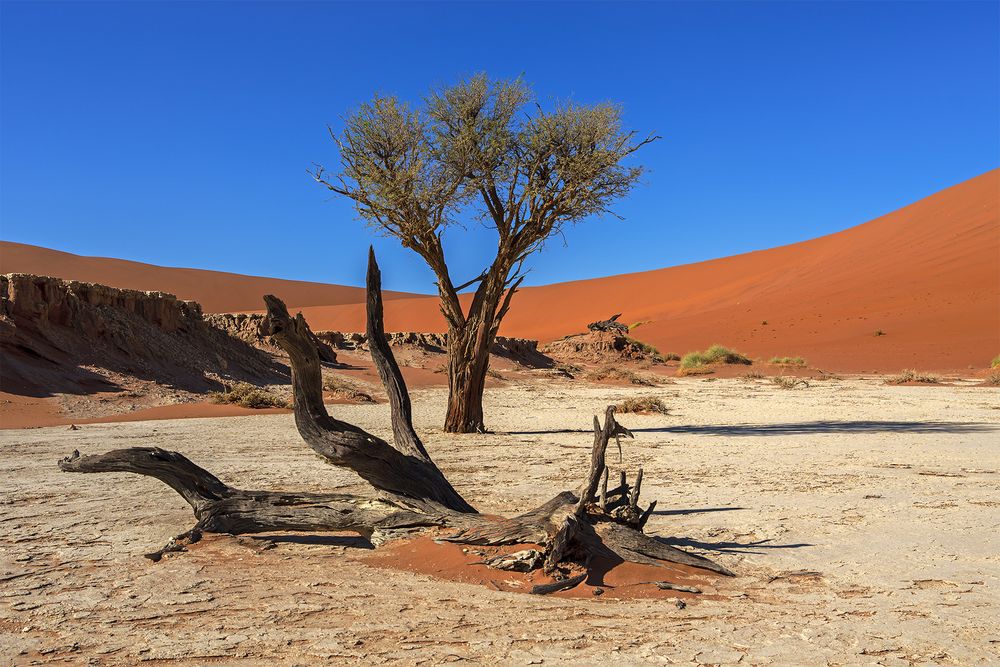 13_Dead Vlei 