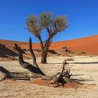 13_Dead Vlei 