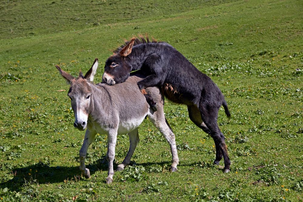 Two Donkeys von Kurt Dönni