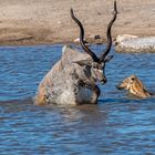 13_Erinnerung an Namibia April 2017