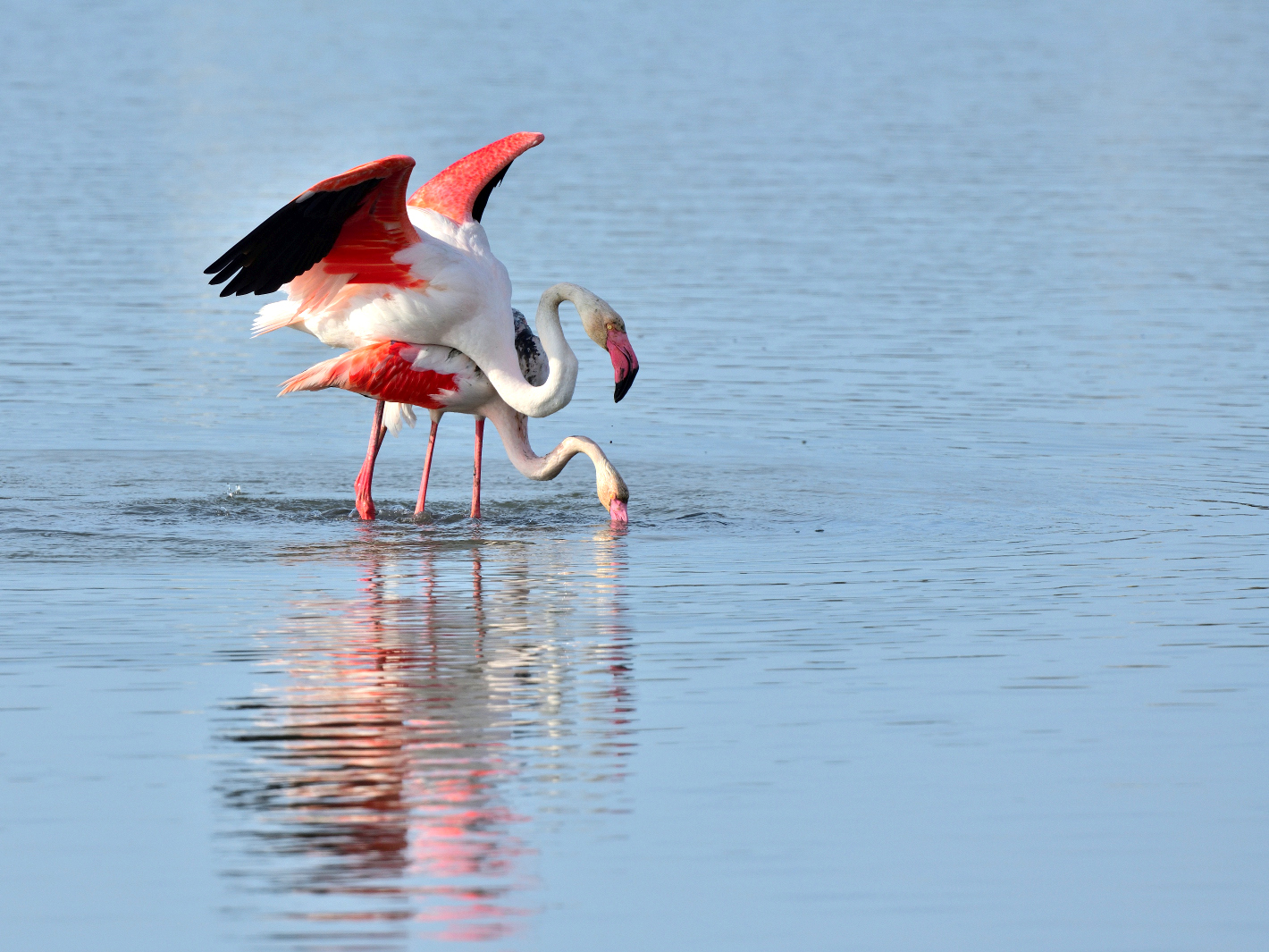 13_Flamingo Yoga