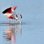 13_Flamingo Yoga