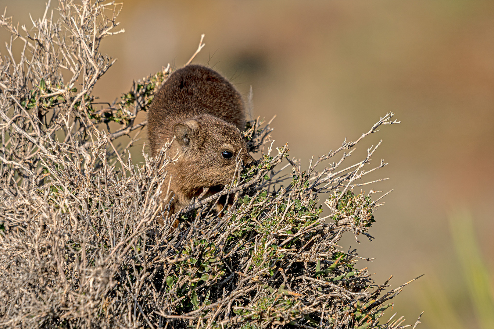 13_Serie Klippschliefer im Köcherbaumwald/Namibia 