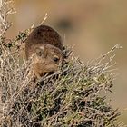 13_Serie Klippschliefer im Köcherbaumwald/Namibia 