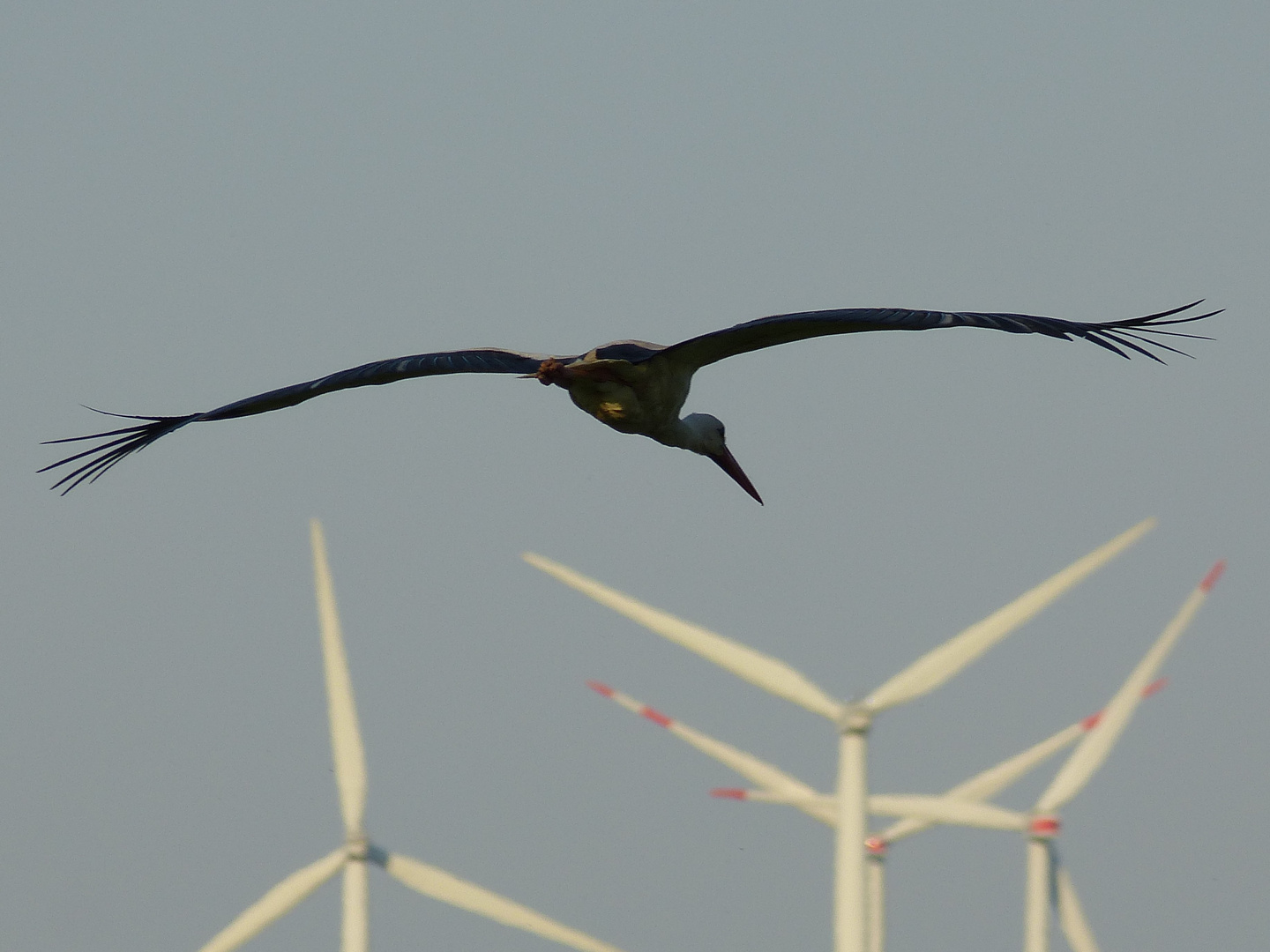 14-05.-Storch im Anflug