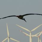 14-05.-Storch im Anflug