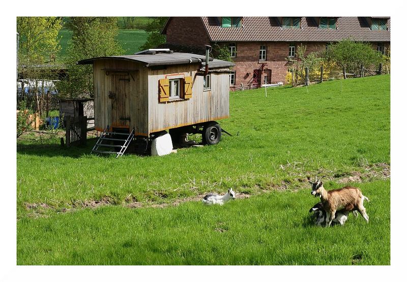 14 Ackerbau Und Viehzucht Foto Bild Tiere Haustiere Nutztiere Bilder Auf Fotocommunity