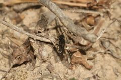 (14) Alte Bekannte: Megachile pilidens und Coelioxys afra