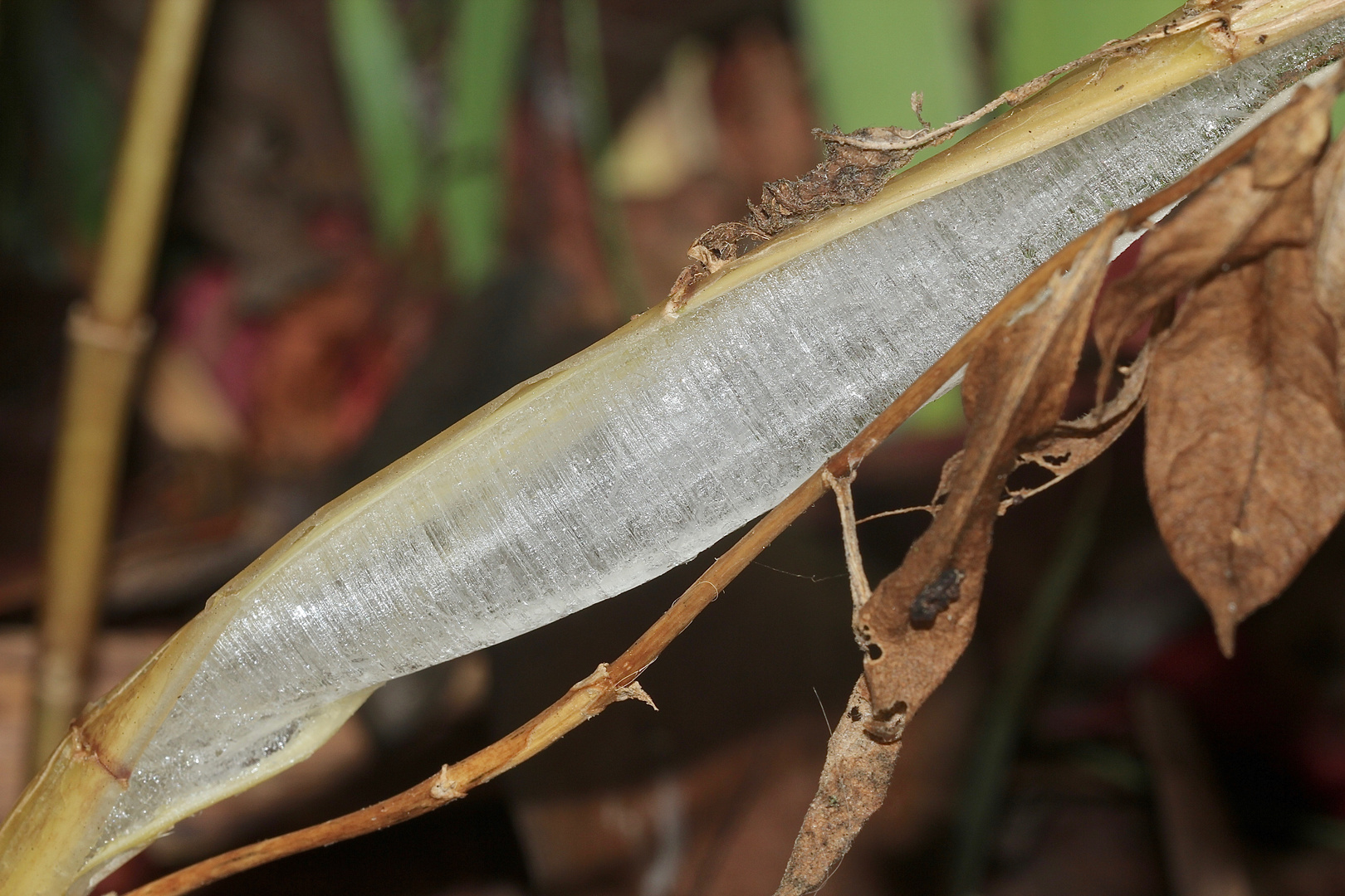 (14) BANDEIS (ice ribbons, ein Basikryogen) im Garten !!!