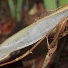 (14) BANDEIS (ice ribbons, ein Basikryogen) im Garten !!!