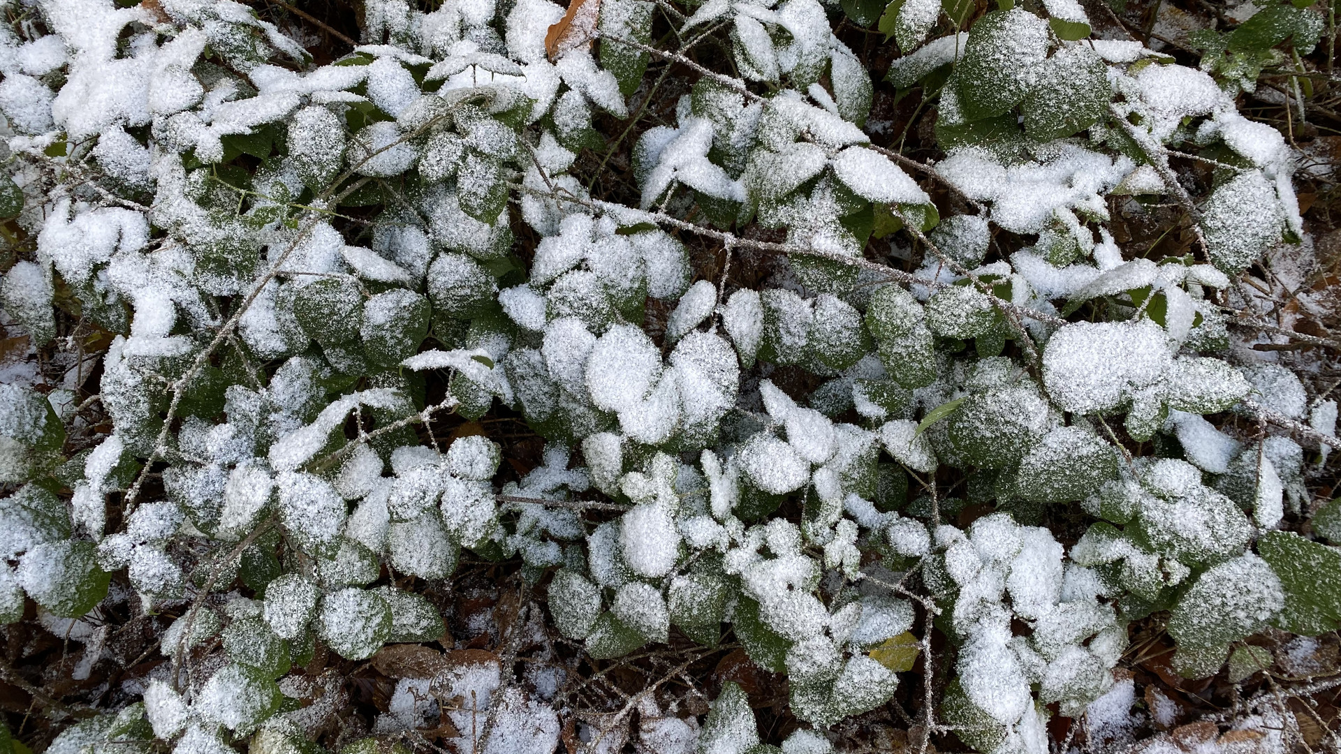 (14) Der erste richtige Schnee diesen Winter - ein wunderschöner Sonntagmorgen-Spaziergang