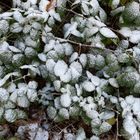 (14) Der erste richtige Schnee diesen Winter - ein wunderschöner Sonntagmorgen-Spaziergang