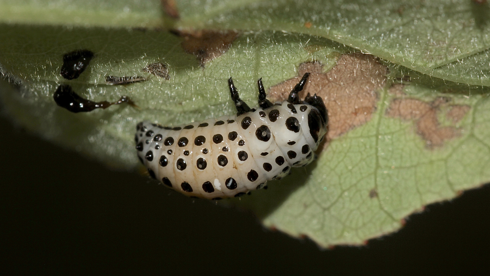 (14) DER GROSSE PAPPELBLATTKÄFER (CHRYSOMELA POPULI)