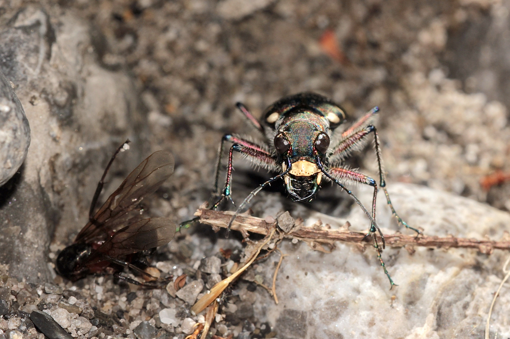 (1/4) Der Kupferbraune oder Dünen-Sandlaufkäfer (Cicindela hybrida)