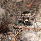 (1/4) Der Kupferbraune oder Dünen-Sandlaufkäfer (Cicindela hybrida)