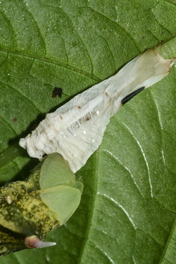 (14) Der MITTLERE WEINSCHWÄRMER (DEILEPHILA ELPENOR) ...