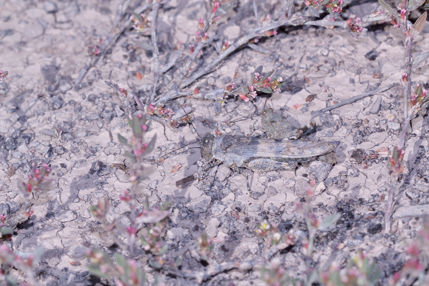 (14) Die Blauflügelige Sandschrecke (Sphingonotus caerulans)