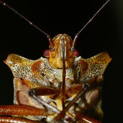 (14) Die Entwicklung der Rotbeinigen Baumwanze (Pentatoma rufipes)