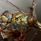 (14) Die Frühe Heidelibelle (Sympetrum fonscolombii)