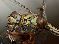 (14) Die Frühe Heidelibelle (Sympetrum fonscolombii)