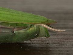 (14) Die Gemeine oder Europäische GOTTESANBETERIN (Mantis religiosa)