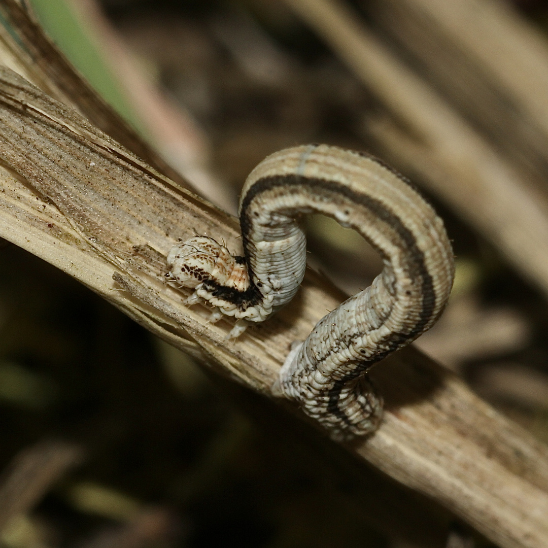 (14) Die Raupe des Marmorierten Kleinspanners (Scopula immorata)