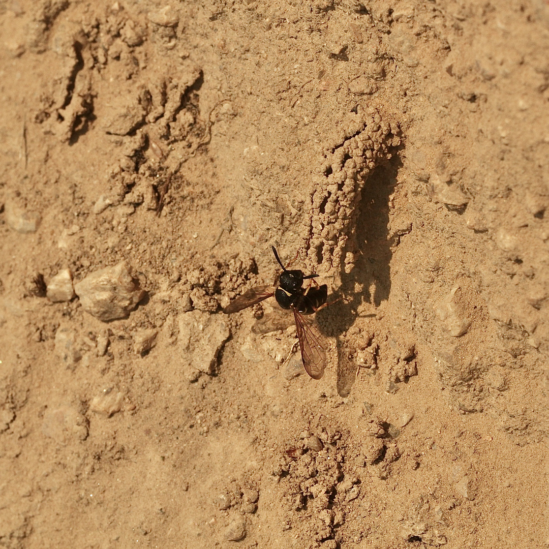 (14) Die seltene SCHORNSTEINWESPE ODYNERUS SPINIPES