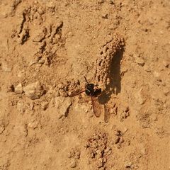 (14) Die seltene SCHORNSTEINWESPE ODYNERUS SPINIPES