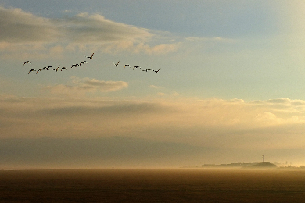 14 Gänse nordostwärts