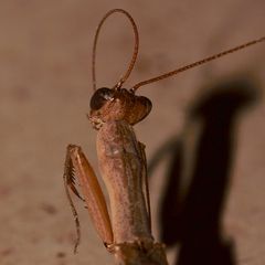 (14) Gottesanbeterinnen aus dem Krüger-Nationalpark (KNP) in Südafrika