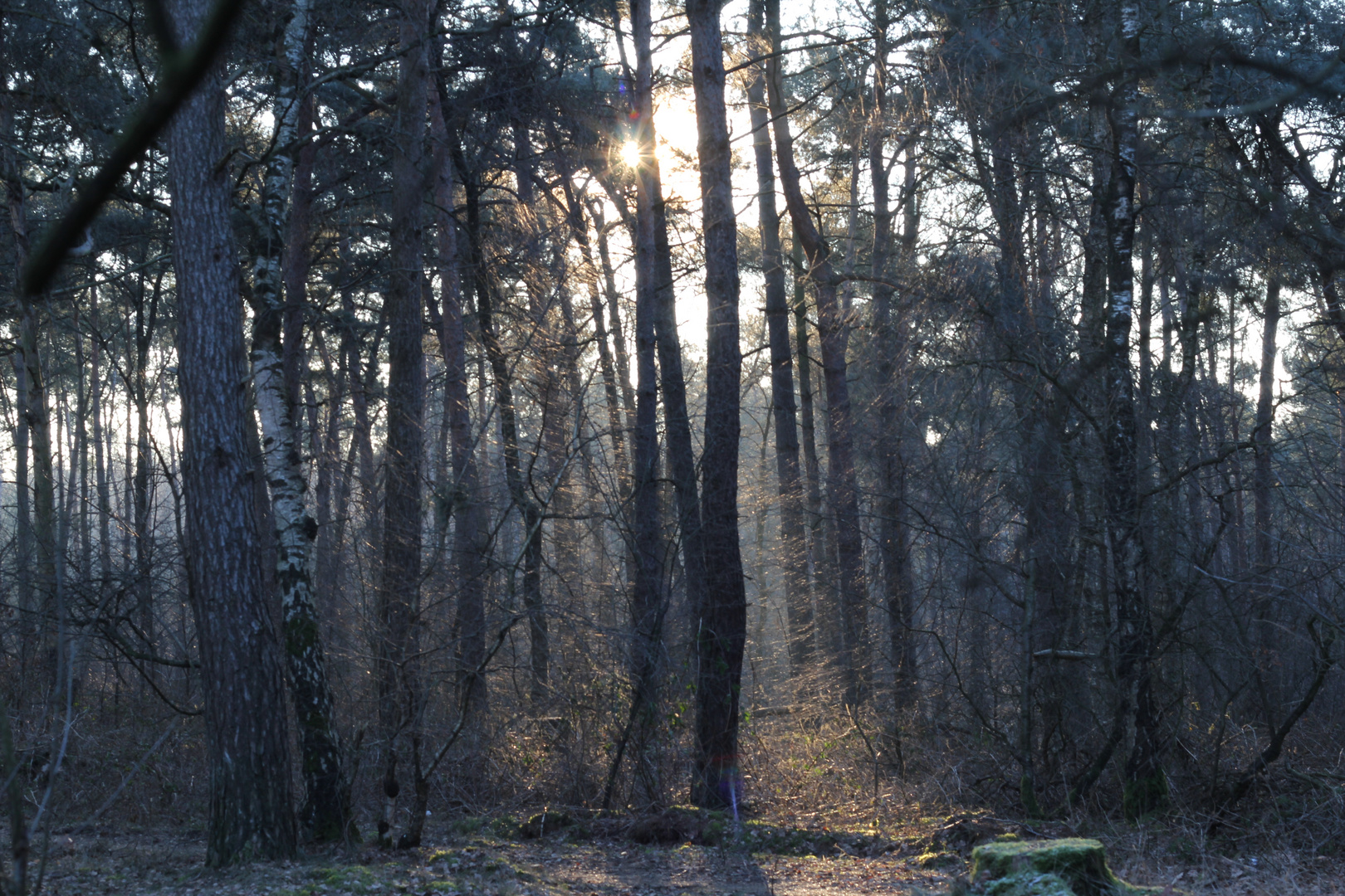 -14 Grad Wald Sonnenaufgang