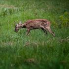 14 h déjeuner sur l'herbe