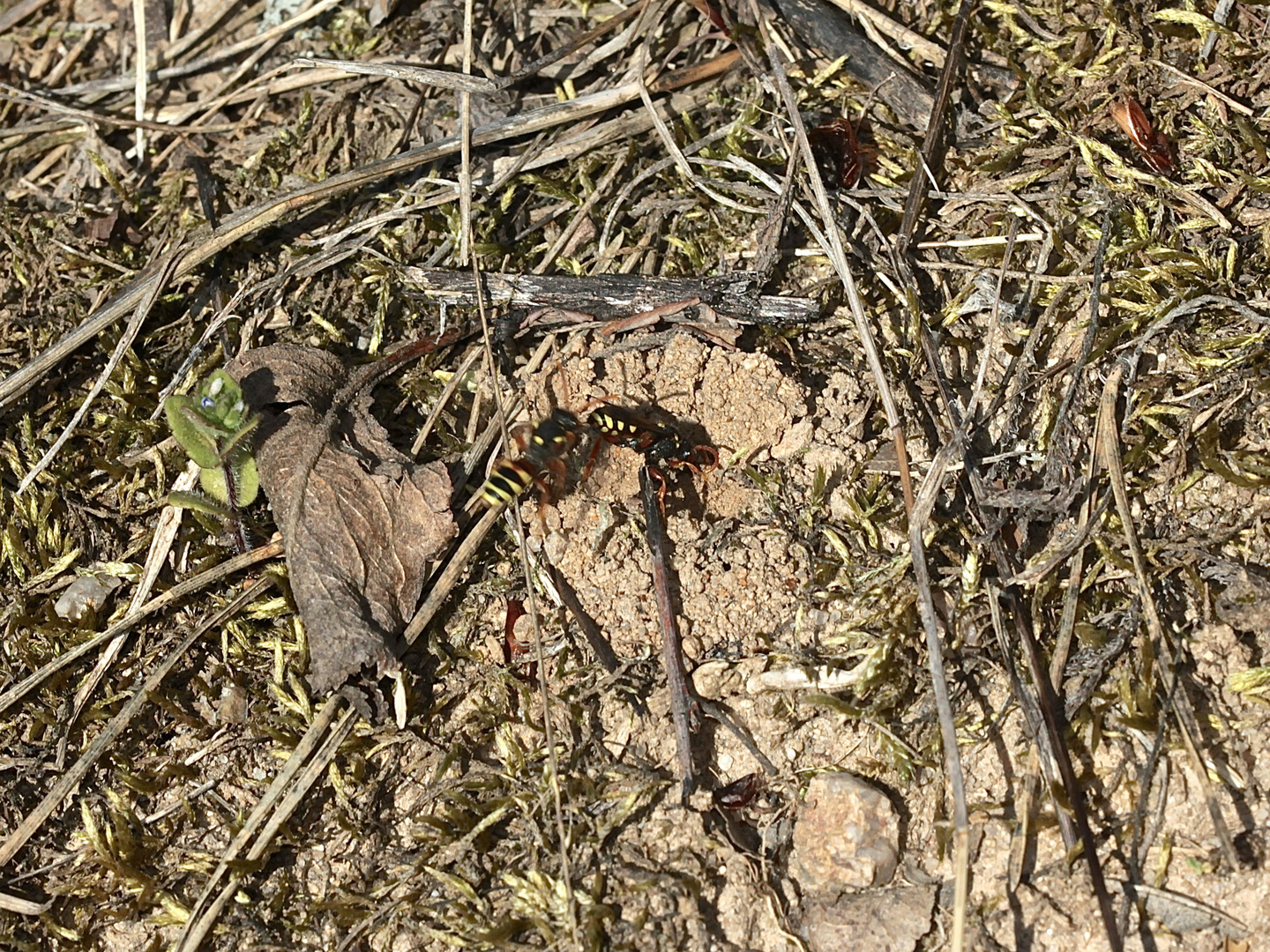 (1/4) Kampf zwischen zwei Weibchen der Wespenbiene Nomada fucata ...