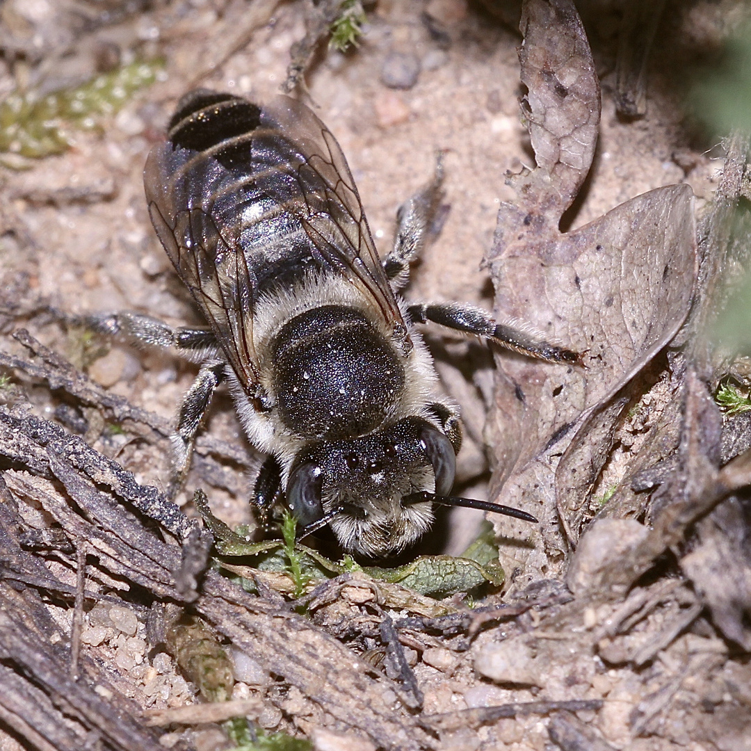 (14) "Meine" Bienenkolonie 2019 - Im kalten Winter Vorfreude auf den nächsten Sommer ...