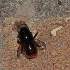 (14) Mittwochsüberraschung - Rätselauflösung: MAUERBIENE (Osmia cornuta)