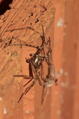 (14) PHILODROMUS MARGARITATUS - Für Anna-Dora Sartorio, unsere "grande dame" der Naturfotografie, ..