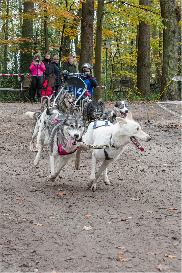 14. Schlittenhunderennen 