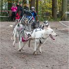 14. Schlittenhunderennen 