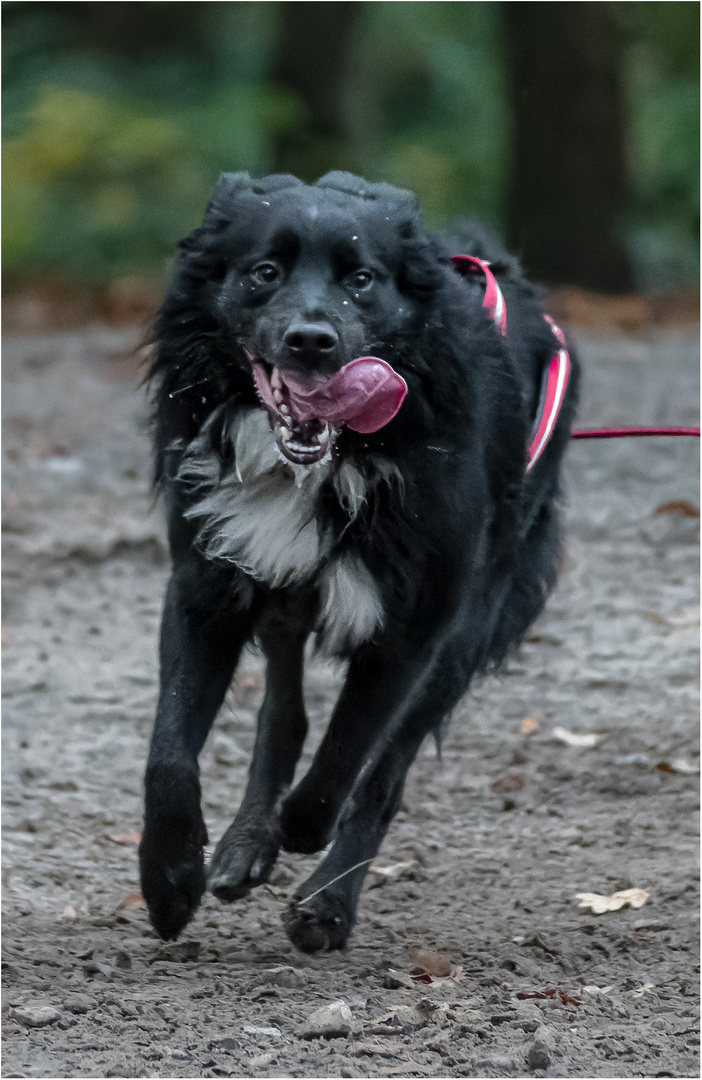 14. Schlittenhunderennen 